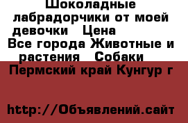 Шоколадные лабрадорчики от моей девочки › Цена ­ 25 000 - Все города Животные и растения » Собаки   . Пермский край,Кунгур г.